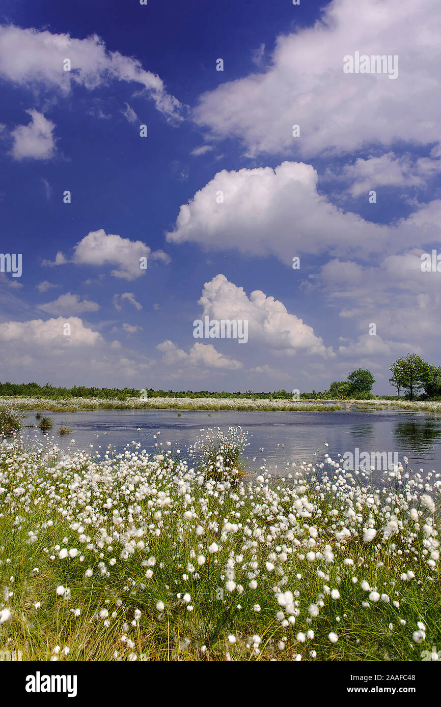 Landschaft mit Wollgras, Niedersachsen, Banque D'Images