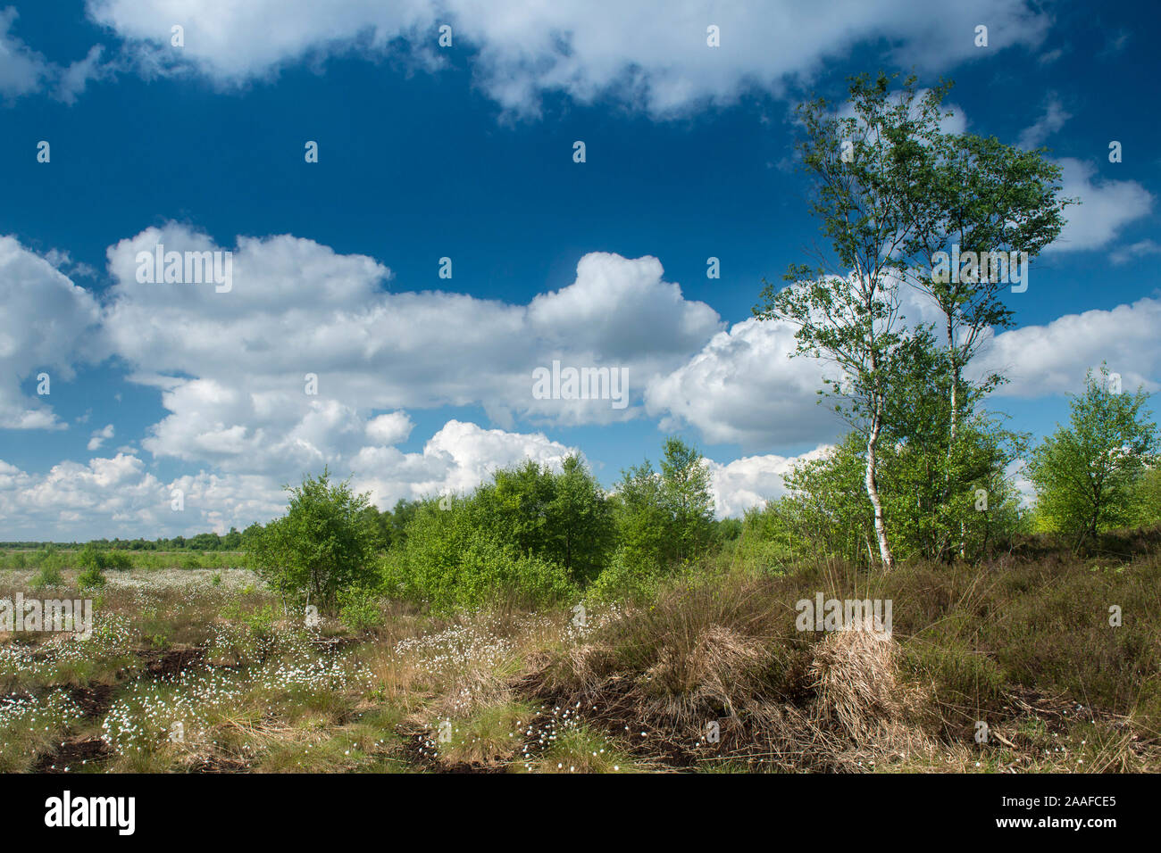 Landschaft mit Wollgras Banque D'Images