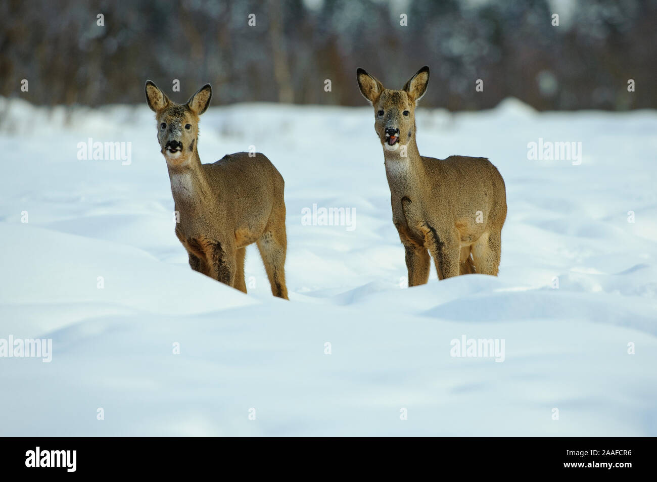Rehe im Winter, Capreolus capreolus Banque D'Images