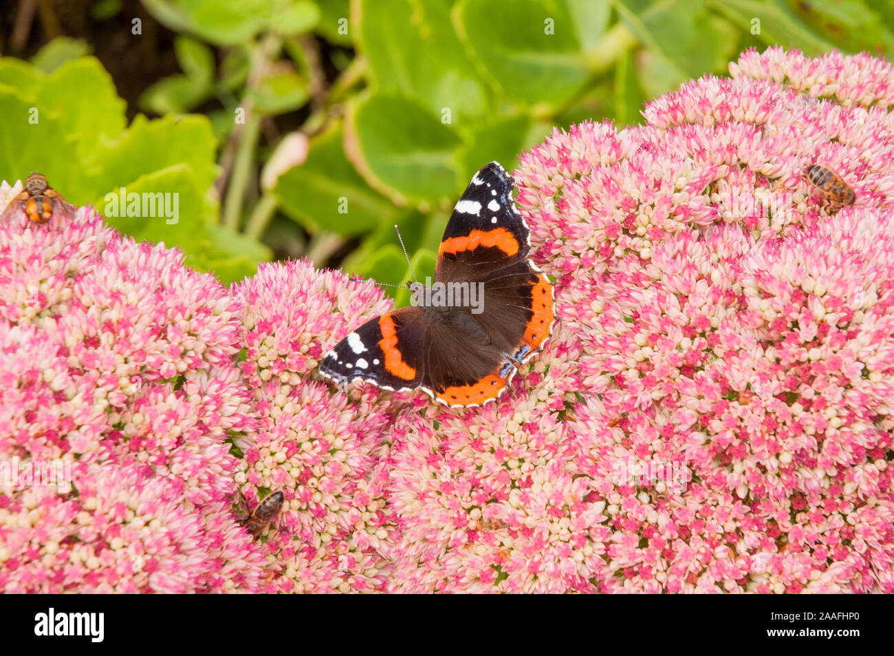 L'amiral rouge papillon Vanessa atalanta se nourrissant de Sedum spectabile fleurs. Une succulente et vivace à feuilles caduques plante résistante au gel Banque D'Images