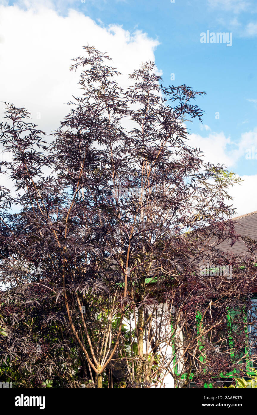 Sambucus nigra Black Elder un diciduous buissonnante arbuste ou petit arbre qui a les feuilles noires et aussi de petits fruits noirs en automne. Est entièrement hardy. Banque D'Images