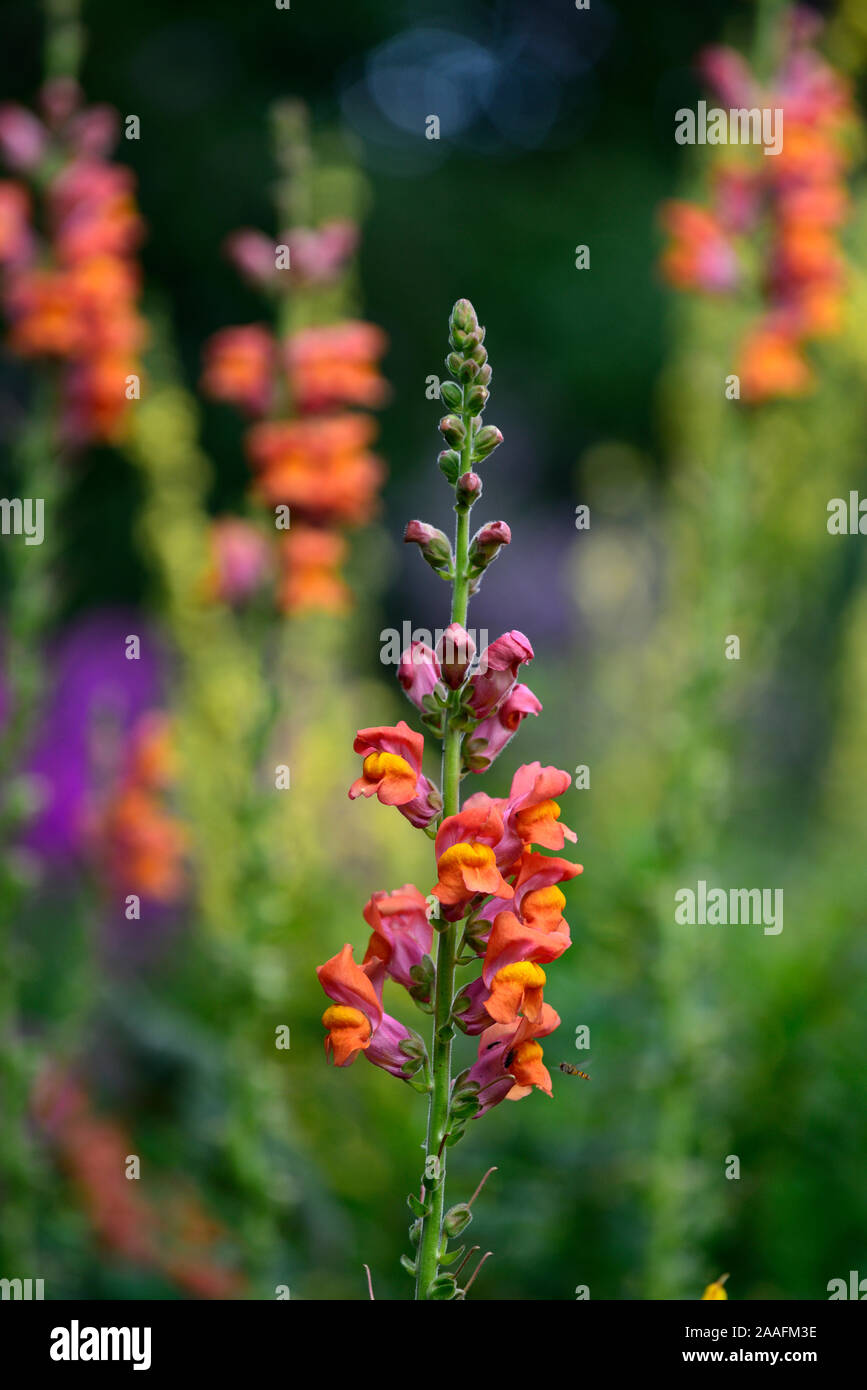 Potomac Antirrhinum majus muflier,orange foncé, orange, mufliers,fleurs,fleurs,fleurs,plantes,literie,plantes annuelles Fleurs RM Banque D'Images