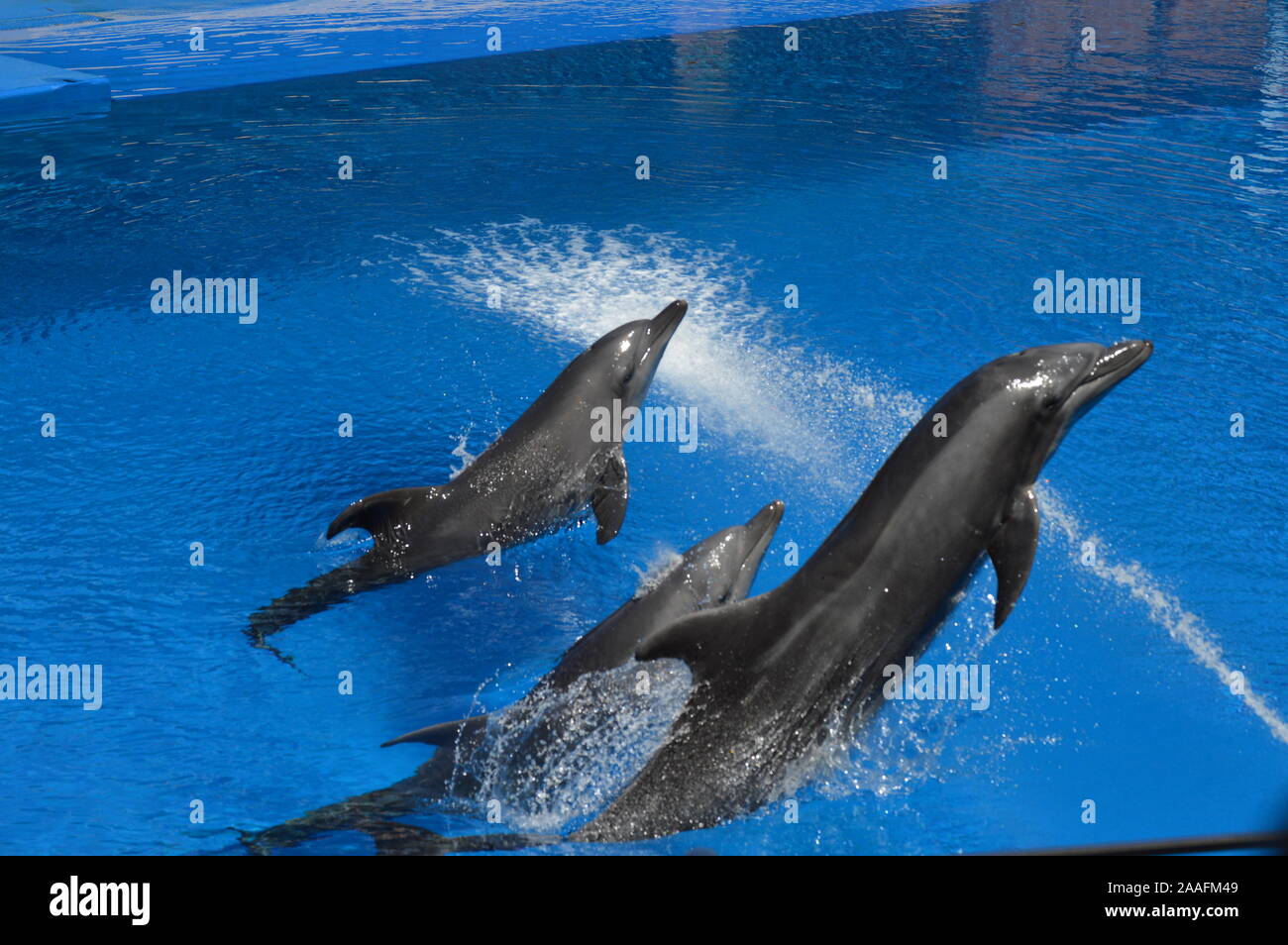 Spectacle de Dauphins à Ushaka Marine World Africa Durban Banque D'Images
