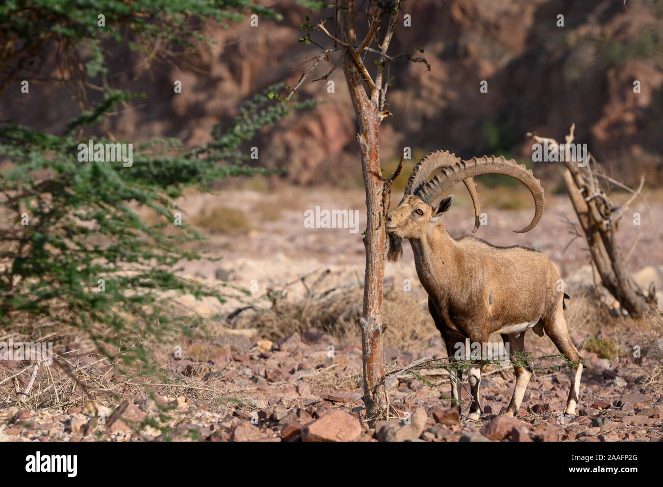 Le bouquetin de Nubie chèvre dans l'habitat naturel du parc Timna repéré en tout en mangeant d'un arbre Banque D'Images