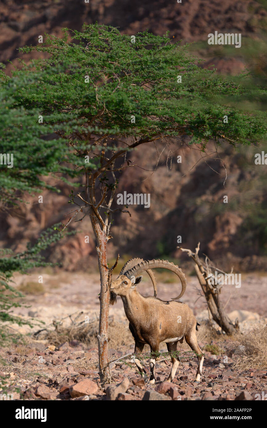 Le bouquetin de Nubie chèvre dans l'habitat naturel du parc Timna repéré en tout en mangeant d'un arbre Banque D'Images