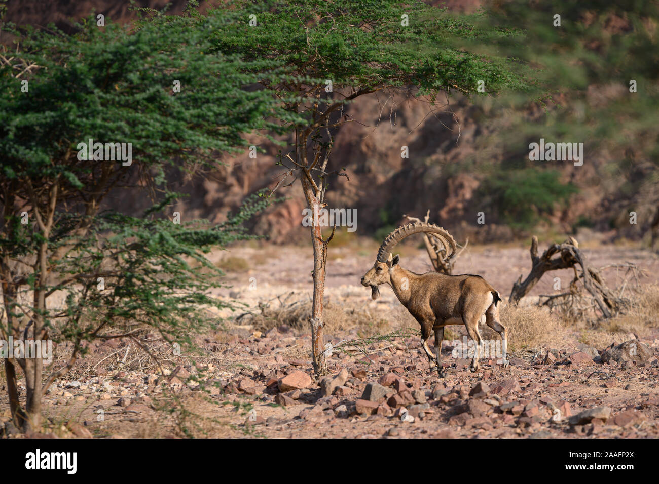 Le bouquetin de Nubie, chèvre en habitat naturel repéré en Timna Park Banque D'Images