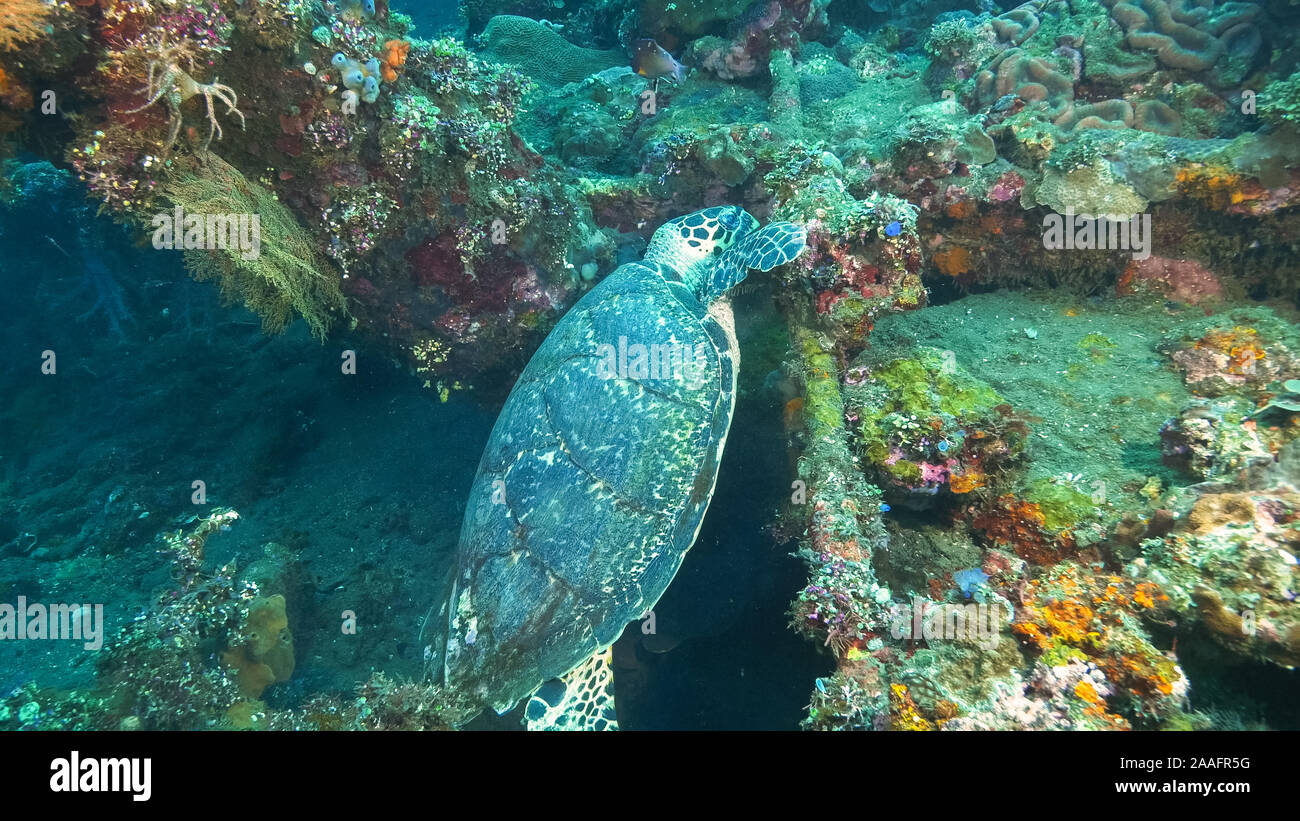 L'alimentation des tortues sur l'épave usat liberty à tulamben, bali Banque D'Images