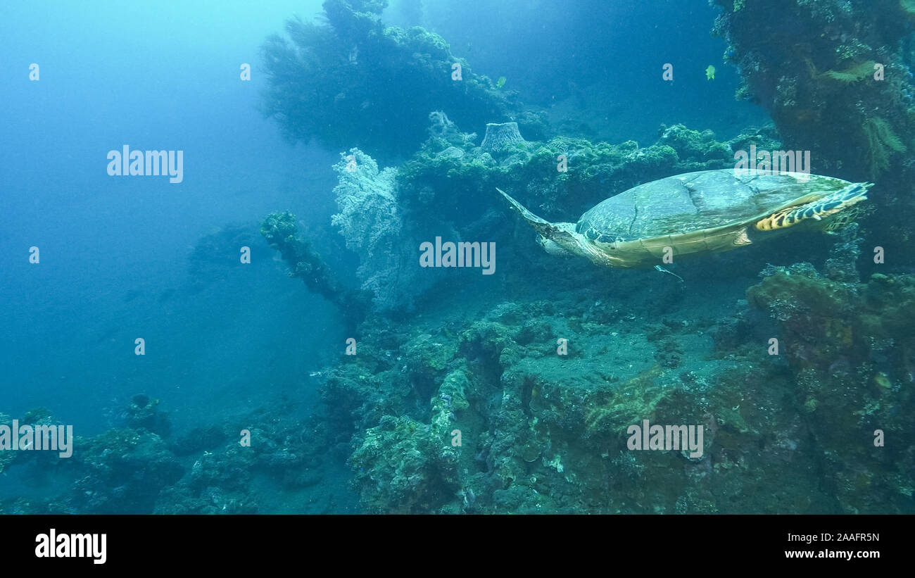 Une tortue à l'usat liberty épave de tulamben, à Bali Banque D'Images