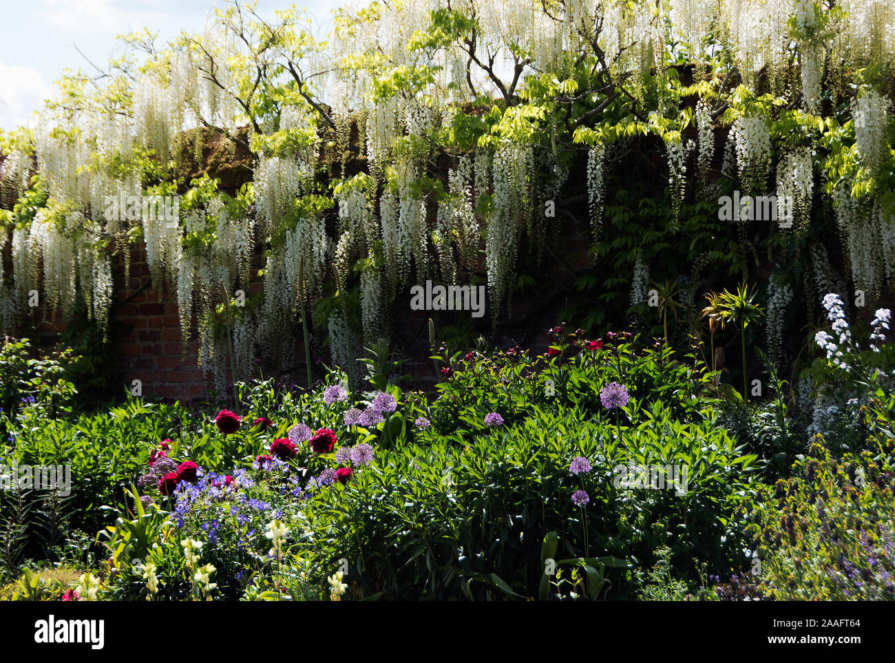 Une cascade de glycine blanche à Doddington Hall Banque D'Images