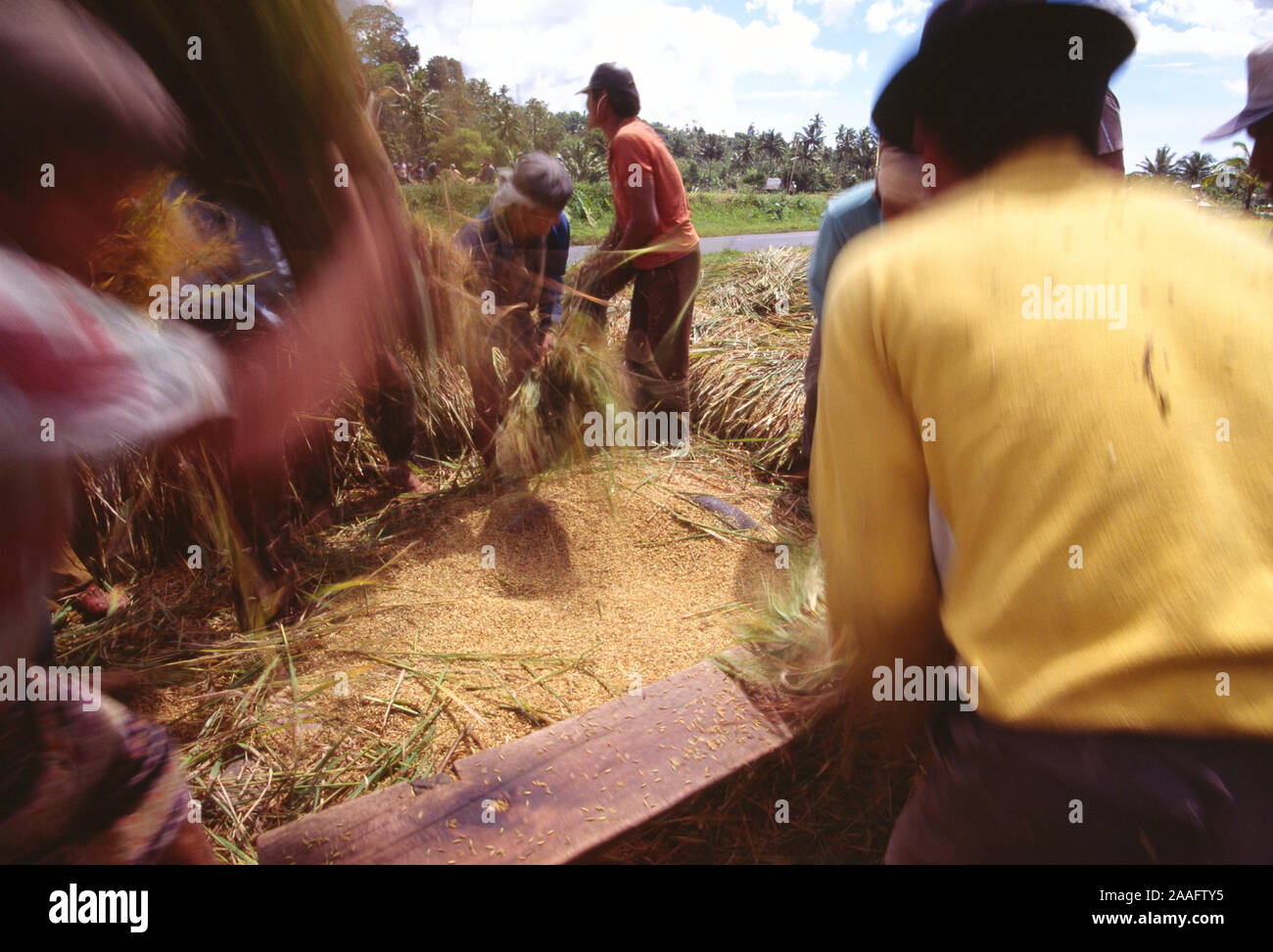 L'Indonésie. Sulawesi. L'agriculture. Les hommes de la récolte du riz grain. Banque D'Images