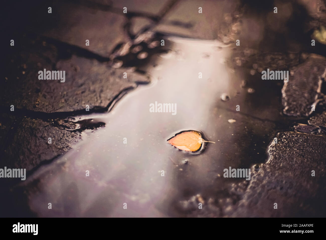 Flaque avec feuille d'automne sur une route en pierre, la réflexion de la lumière dans l'eau Banque D'Images