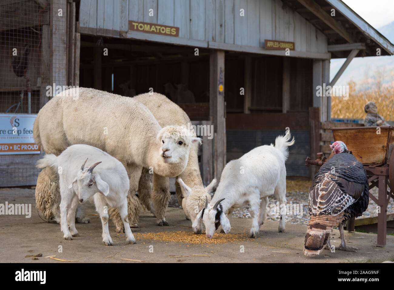 Salmon Arm, Colombie-Britannique / Canada - 23 octobre 2016 : Les animaux de ferme à la DeMille's Farm Market zoo pour enfants, un marché populaire pour les sections locales et touristiques Banque D'Images
