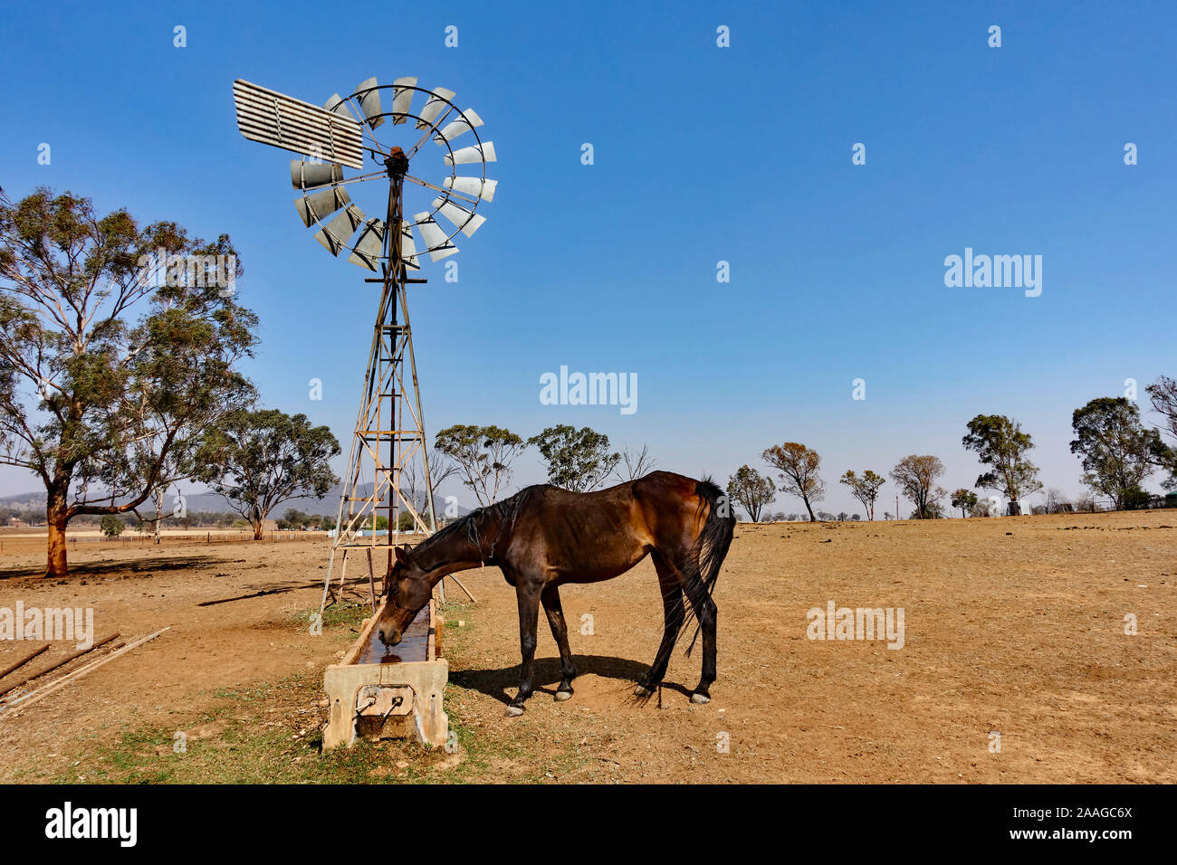 Un cheval de boire à un moulin à vent sur un creux en milieu de matinée de printemps. Banque D'Images