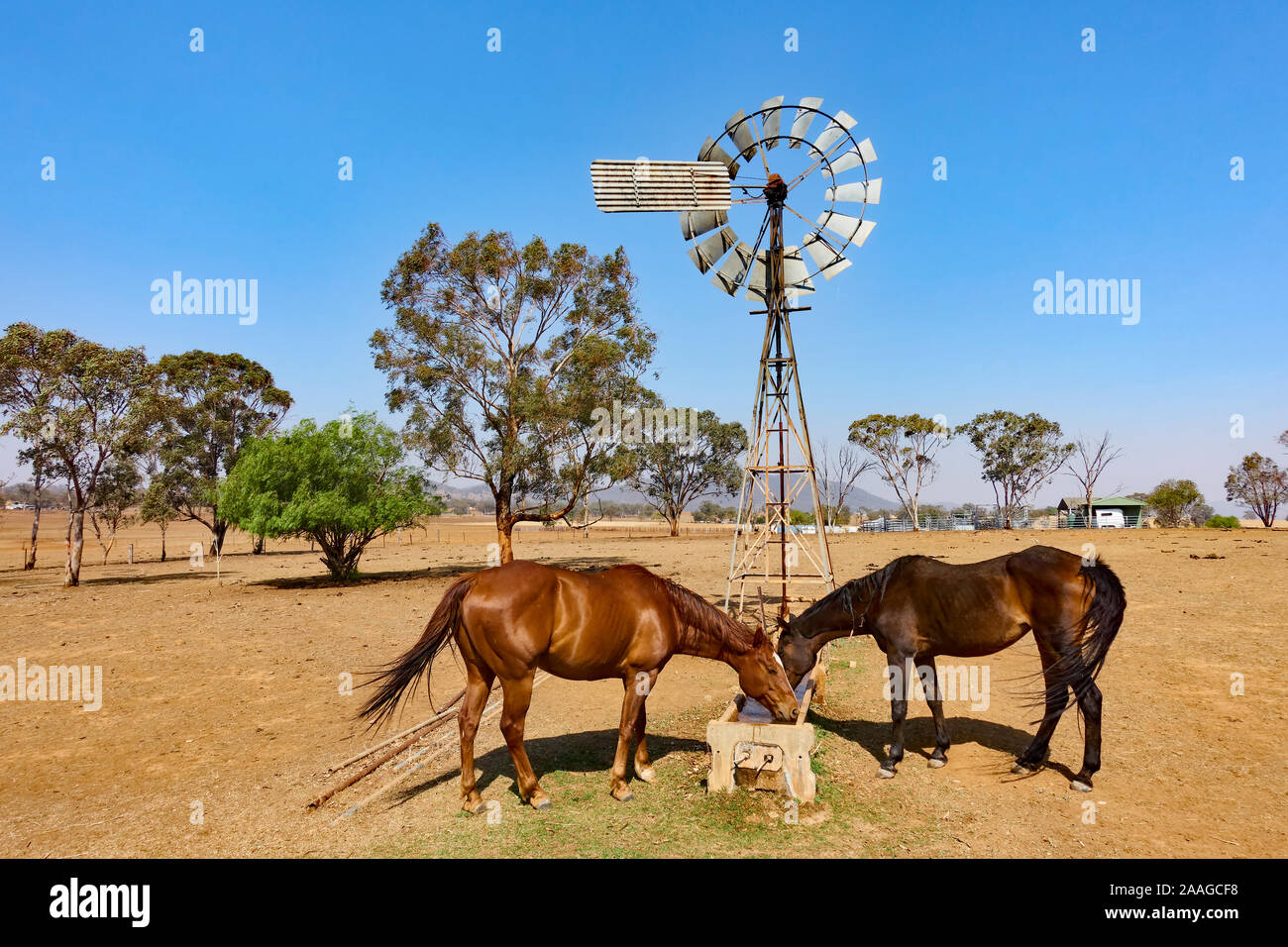 Deux chevaux d'un moulin à eau alimenté par la sécheresse dans un enclos. Banque D'Images
