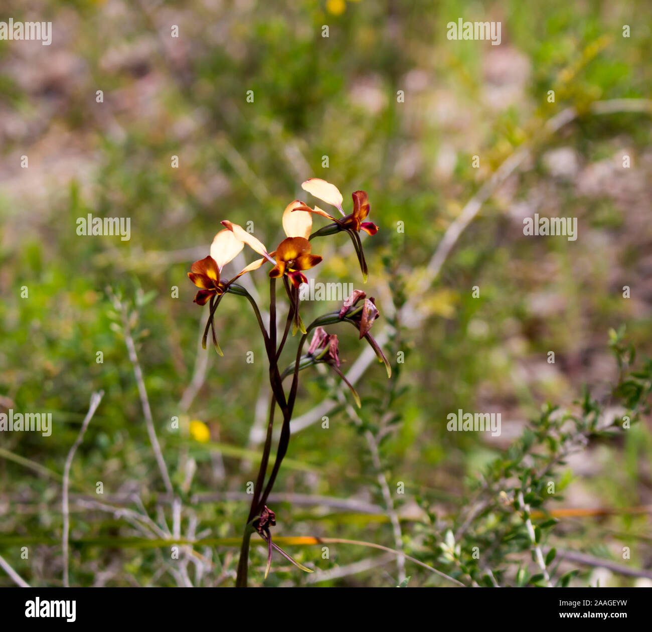 Rare beau brun et jaune fleur sauvage West Australian Donkey Orchidées orchidaceae diuris fleurit à la fin de l'hiver au printemps est une fleur sauvage. Banque D'Images