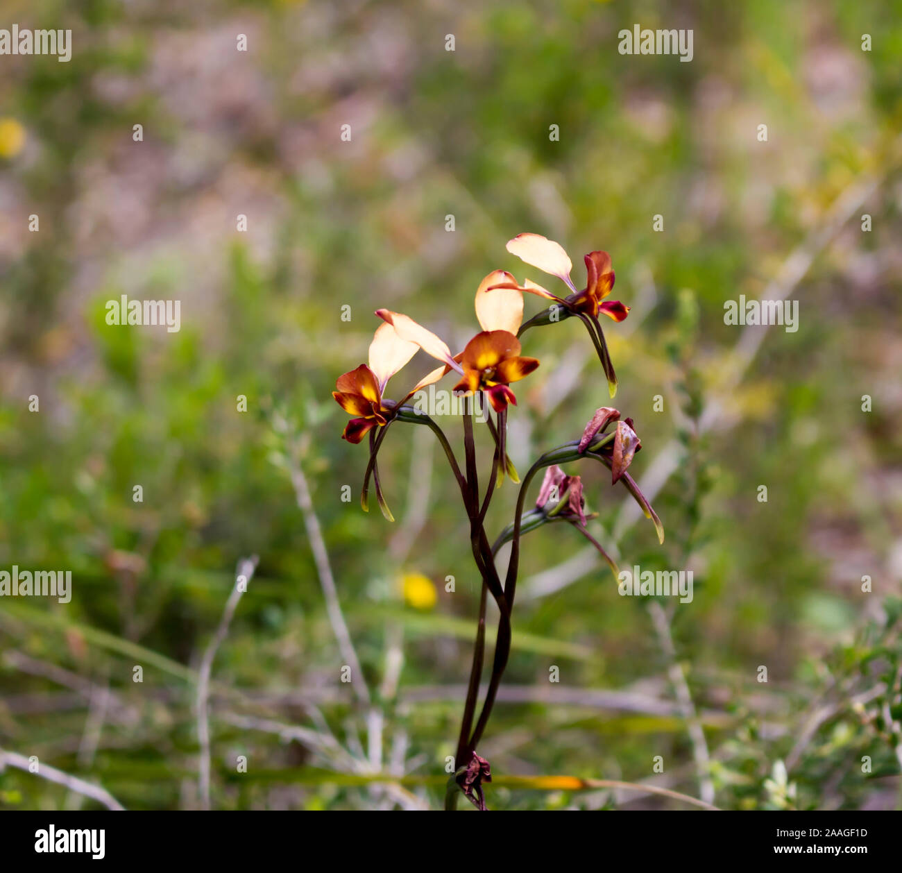 Rare beau brun et jaune fleur sauvage West Australian Donkey Orchidées orchidaceae diuris fleurit à la fin de l'hiver au printemps est une fleur sauvage. Banque D'Images