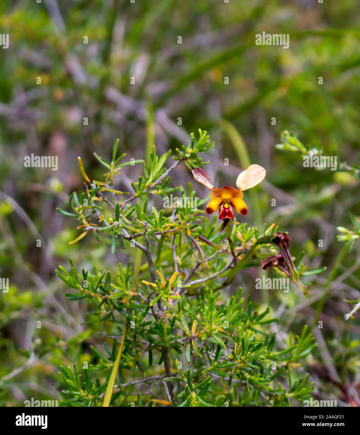 Rare beau brun et jaune fleur sauvage West Australian Donkey Orchidées orchidaceae diuris fleurit à la fin de l'hiver au printemps est une fleur sauvage. Banque D'Images