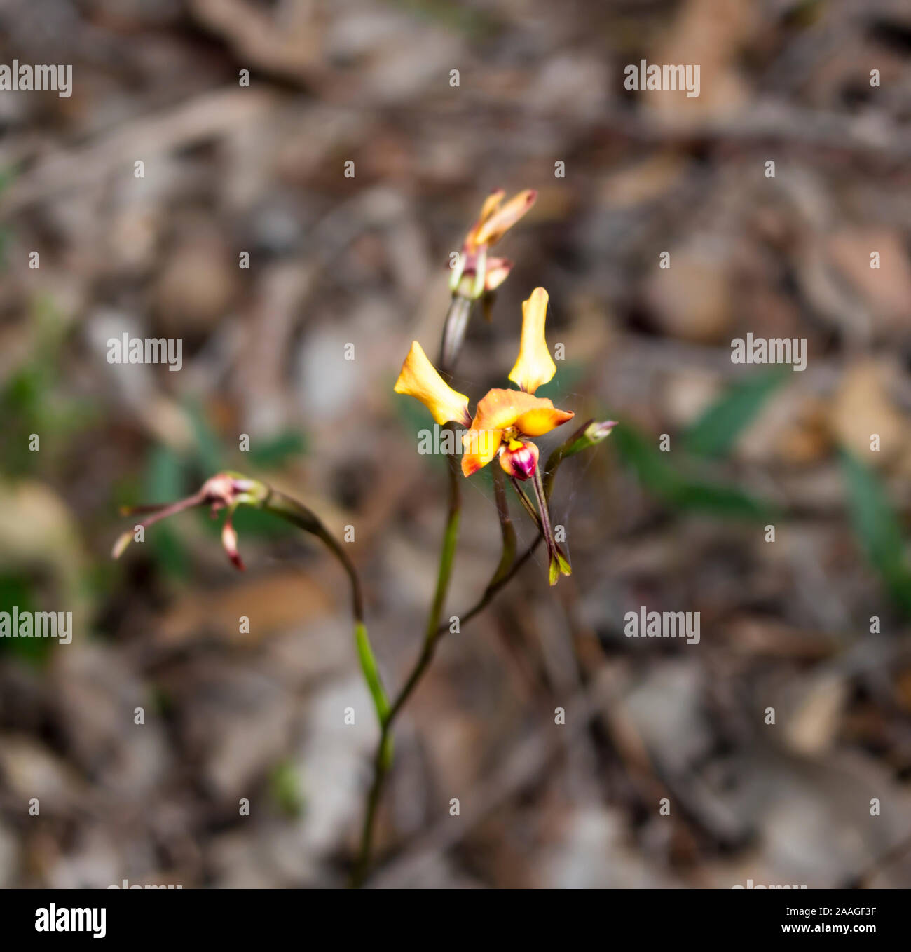 Rare beau brun et jaune fleur sauvage West Australian Donkey Orchidées orchidaceae diuris fleurit à la fin de l'hiver au printemps est une fleur sauvage. Banque D'Images