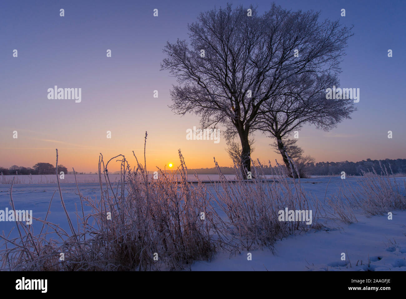 Baum im Sonnenuntergang, hiver, blaue Stunde, Goldenstedter Moor, Niedersachsen Banque D'Images