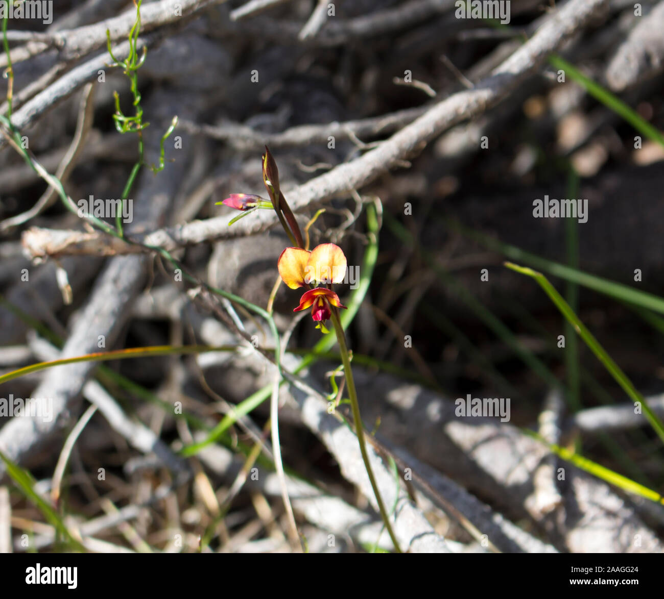 Rare beau brun et jaune fleur sauvage West Australian Donkey Orchidées orchidaceae diuris fleurit à la fin de l'hiver au printemps est une fleur sauvage. Banque D'Images