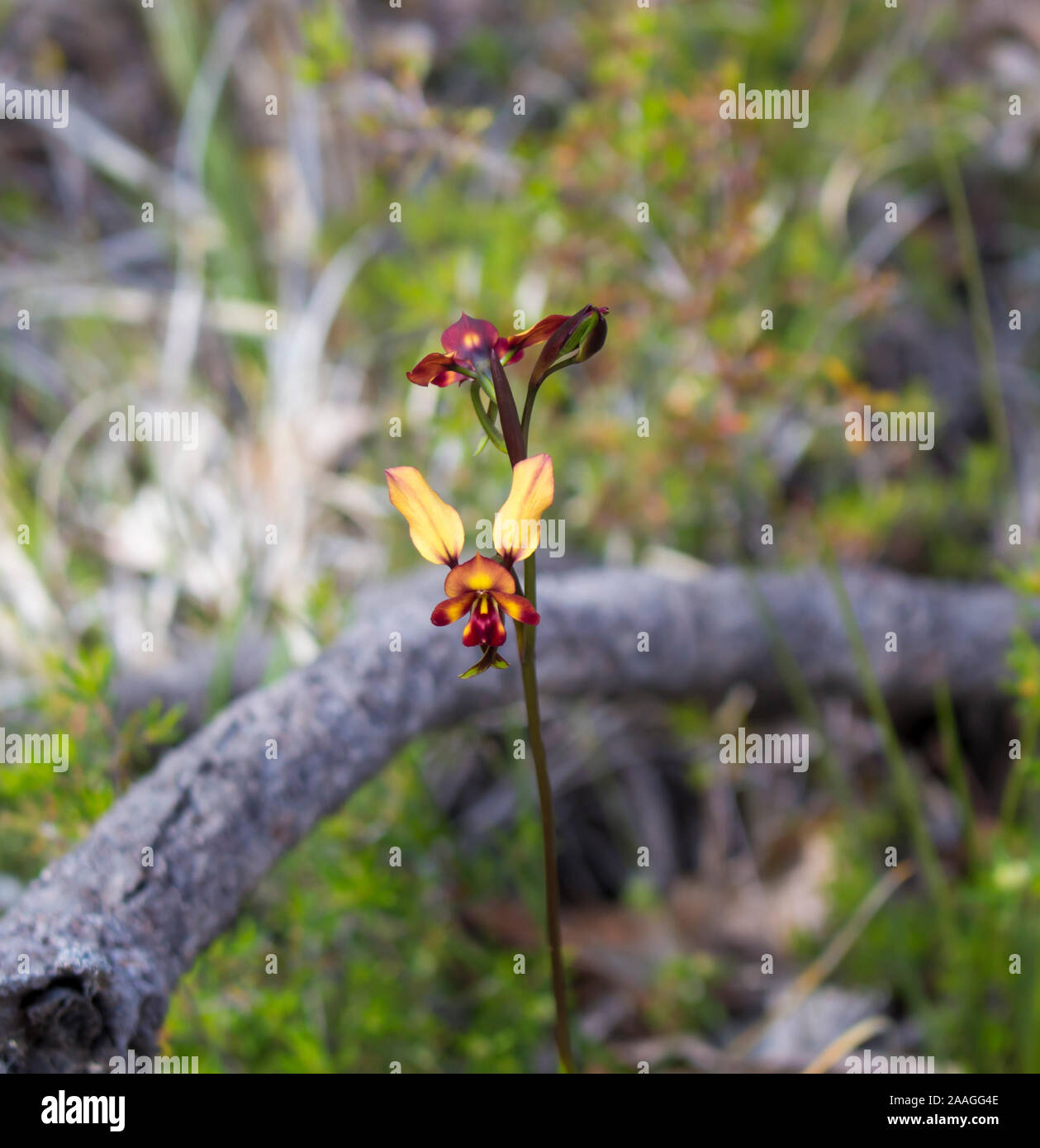 Rare beau brun et jaune fleur sauvage West Australian Donkey Orchidées orchidaceae diuris fleurit à la fin de l'hiver au printemps est une fleur sauvage. Banque D'Images