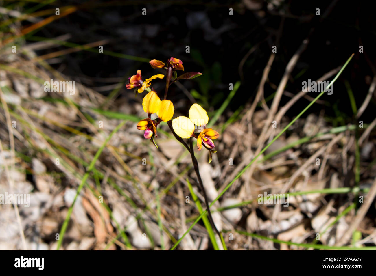 Rare beau brun et jaune fleur sauvage West Australian Donkey Orchidées orchidaceae diuris fleurit à la fin de l'hiver au printemps est une fleur sauvage. Banque D'Images