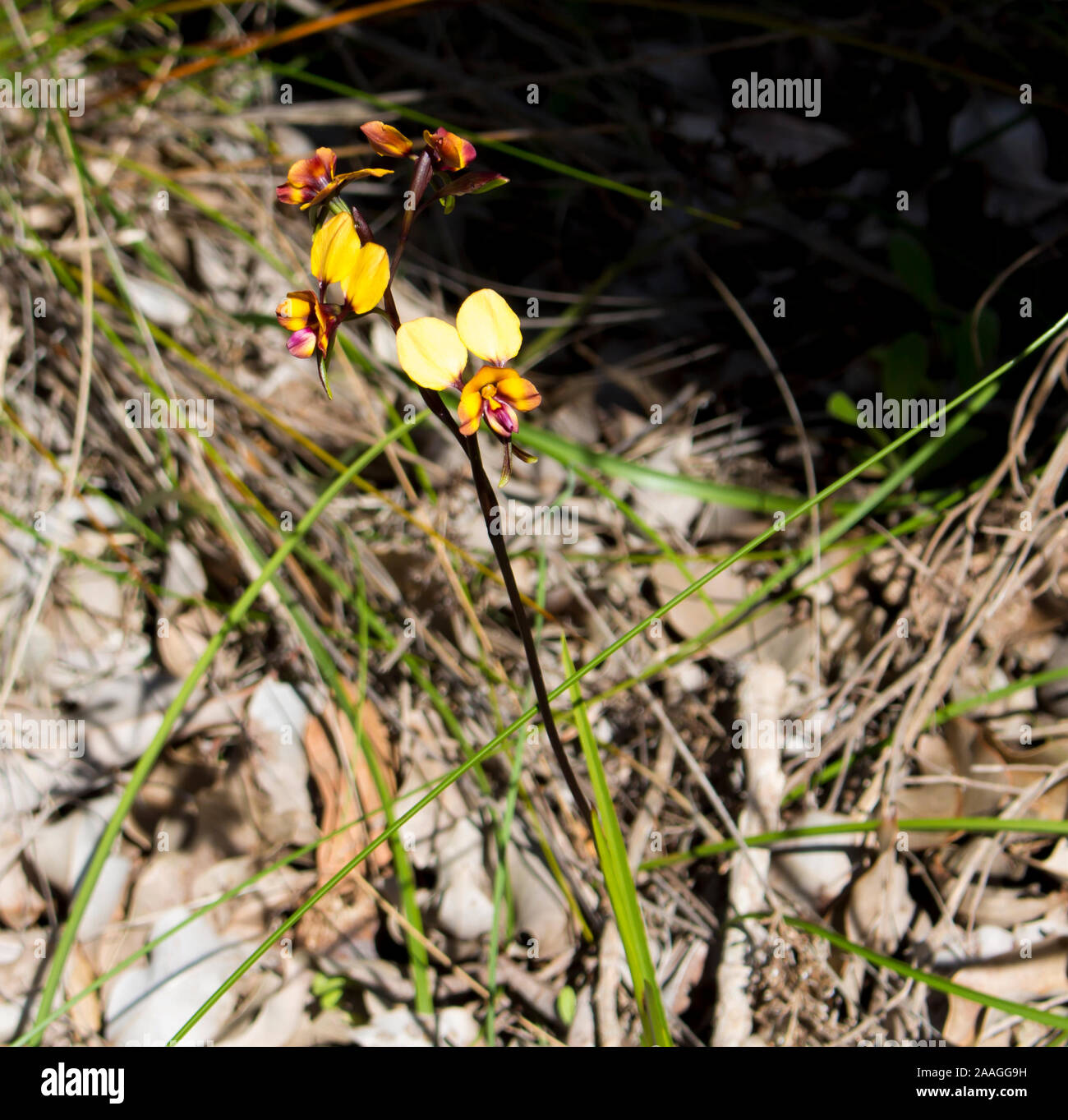 Rare beau brun et jaune fleur sauvage West Australian Donkey Orchidées orchidaceae diuris fleurit à la fin de l'hiver au printemps est une fleur sauvage. Banque D'Images