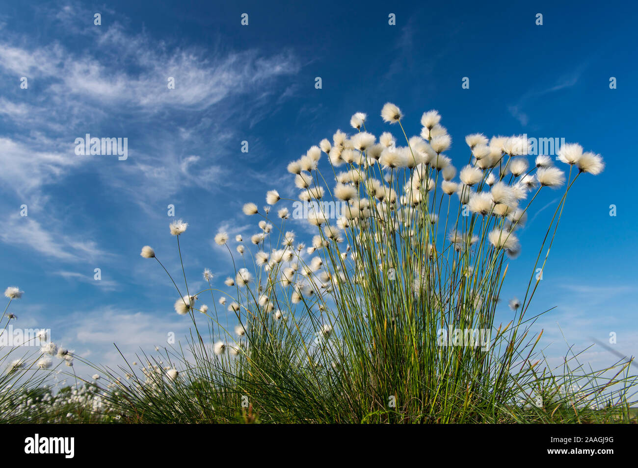 Moor-Wollgras Scheiden-Wollgras Wollgras,,, Eriophorum vaginatum, Pflanze, Pflanzen, Bluete Blueten, Banque D'Images