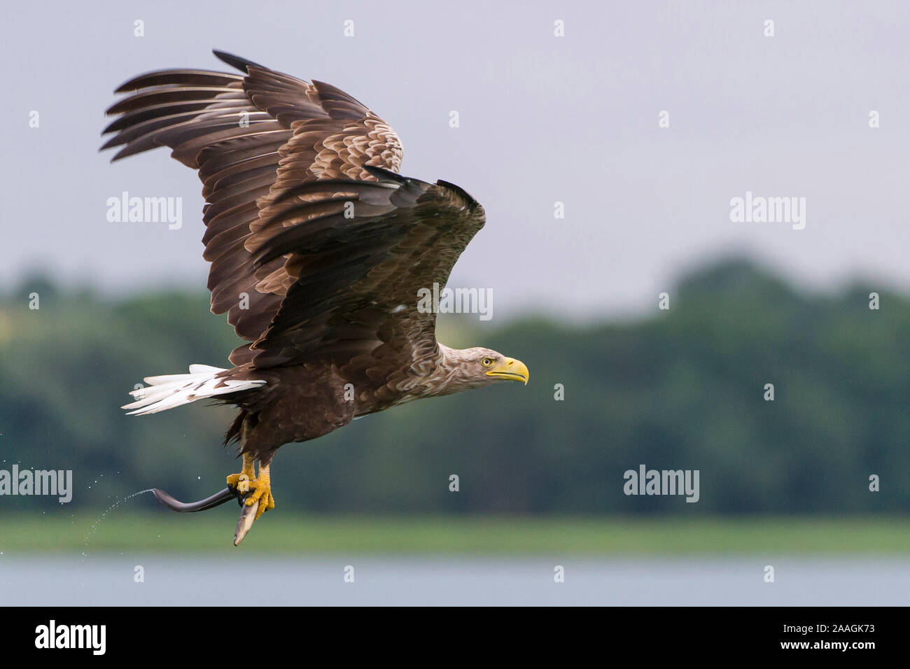 Jagender im Flug Seeadler Banque D'Images