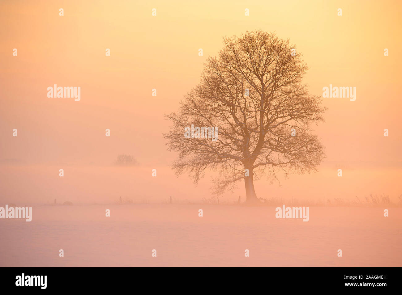 Verschneiter Baum Banque D'Images