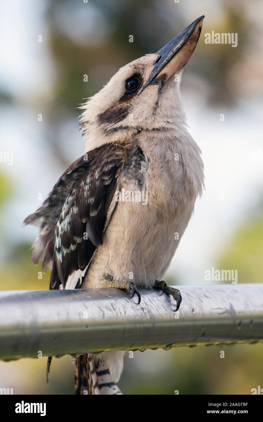 Laughing Kookaburra. Dacelo novaeguineae. Cet exemple, photographié en Tasmanie, Australie, est un oiseau sauvage qui vient tous les jours pour une maison pour recevoir Banque D'Images