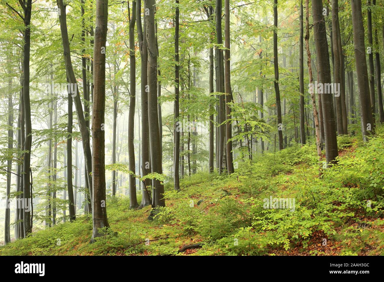 Au début de l'automne forêt de hêtres sur un matin brumeux. Banque D'Images