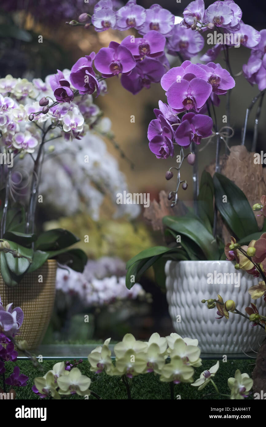 Fleurs ornementales de phalaenopsis orchidées de différentes couleurs dans des pots de céramique Banque D'Images
