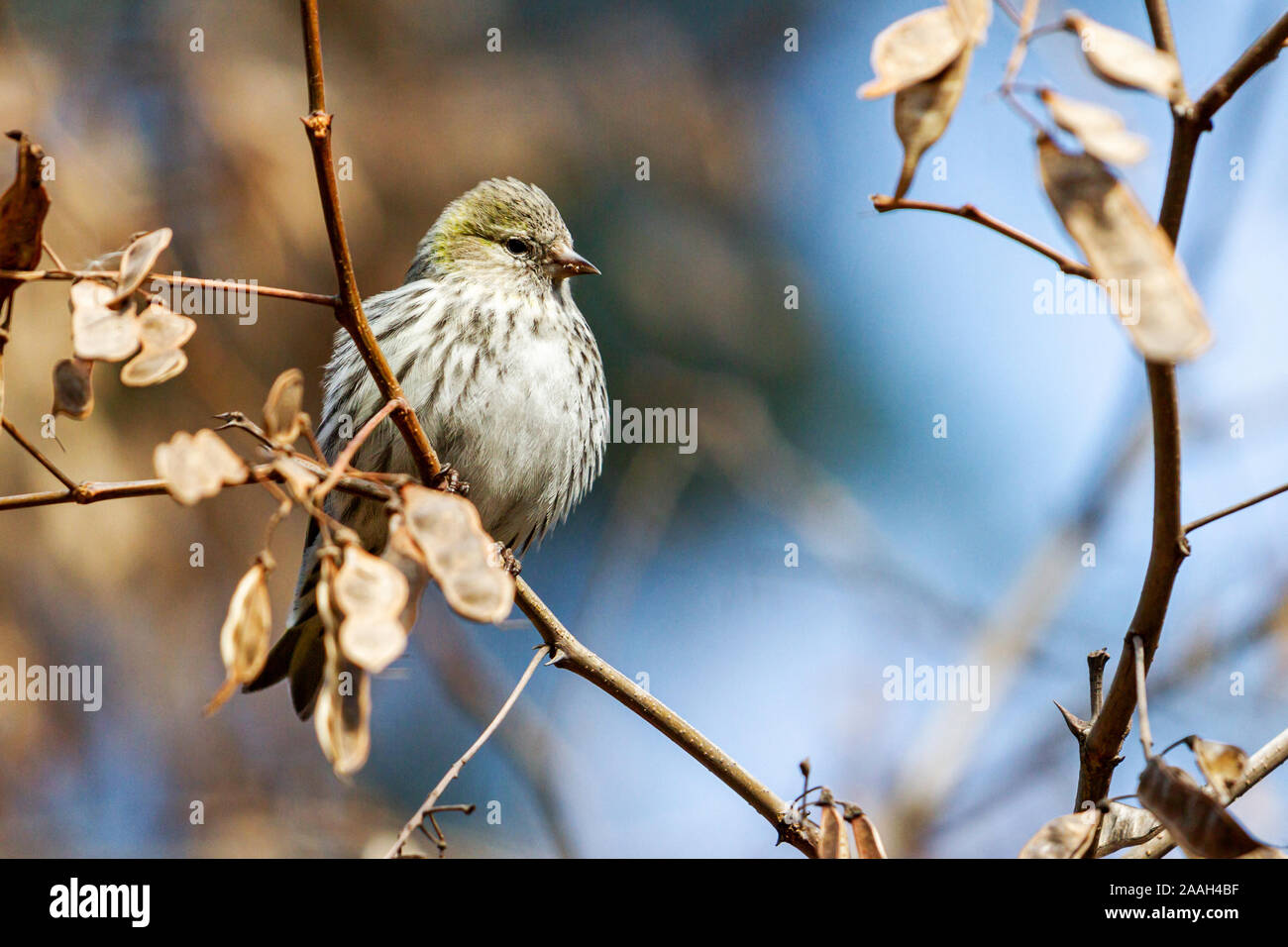 Siskin eurasien assis sur une branche dans la forêt de printemps Banque D'Images