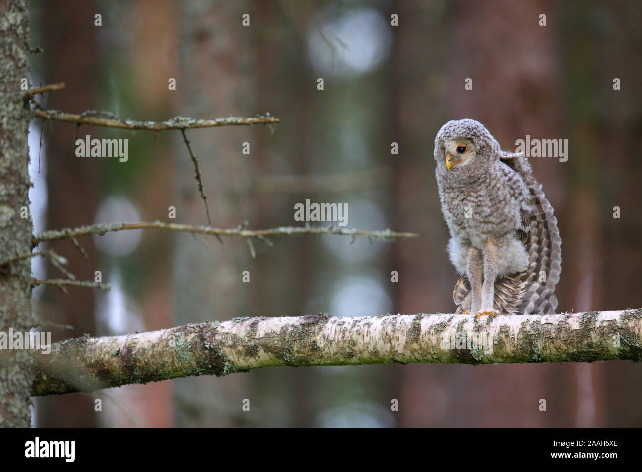 Chouette de l'Oural (Strix uralensis) les jeunes à l'extérieur du nid dans une forêt de pins, de l'Europe Banque D'Images