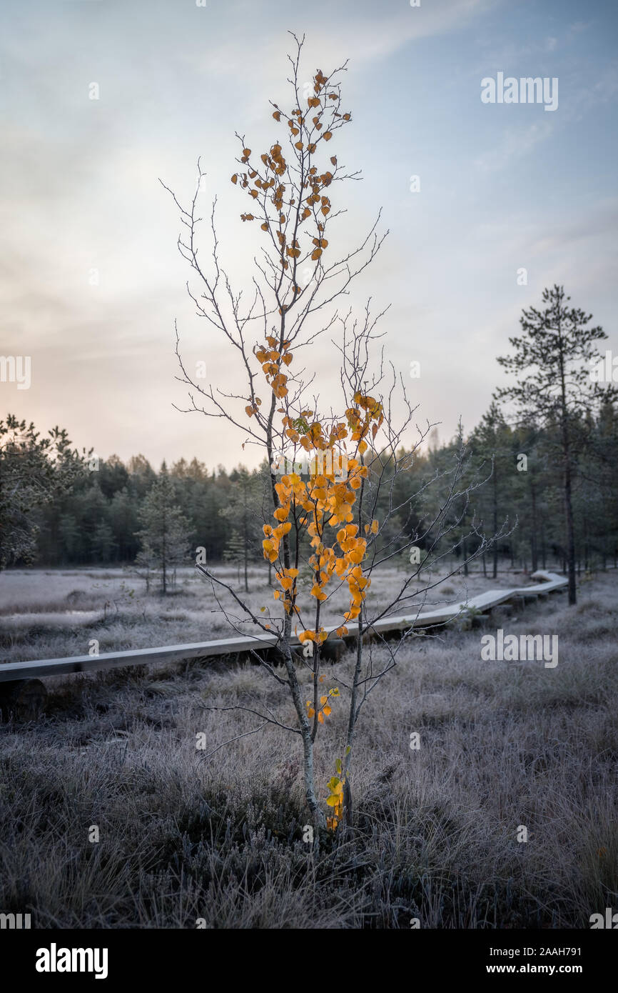 Lonely tree avec des couleurs d'automne et une terre au matin d'automne en Finlande marais forestiers Banque D'Images