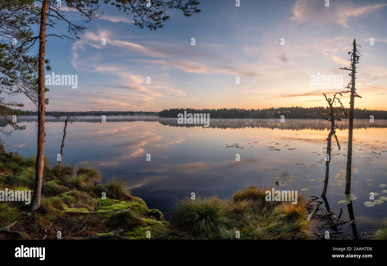 Beau lever de soleil paysage avec de vieux arbres et lac calme robuste à foggy matin d'été en Finlande Banque D'Images