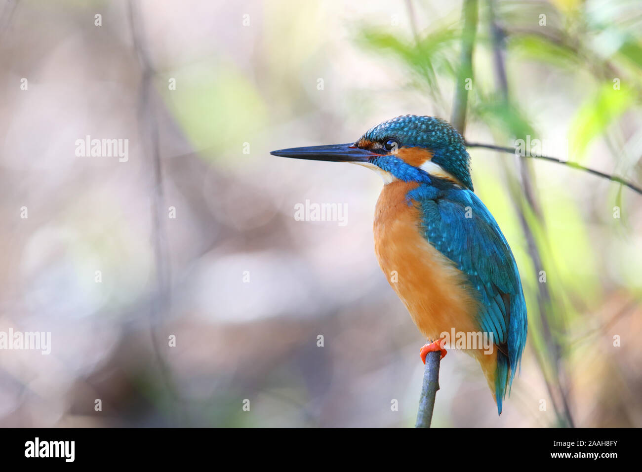Kingfisher (Alcedo atthis) en saison de reproduction, le printemps, l'Europe Banque D'Images