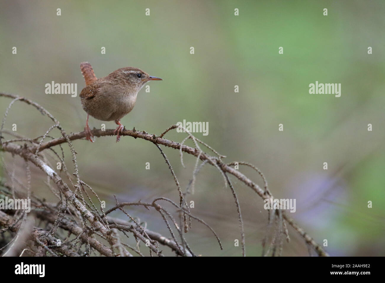 Homme Wren (Troglodytes troglodytes) en saison de reproduction, le printemps, l'Europe. Banque D'Images