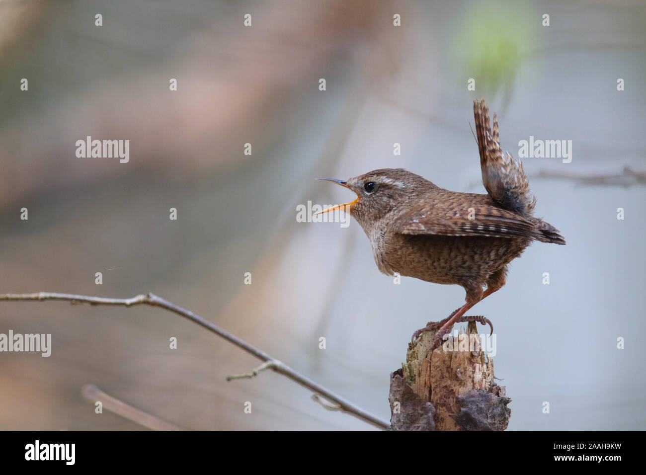 Homme Wren (Troglodytes troglodytes) en saison de reproduction, le printemps, l'Europe. Banque D'Images