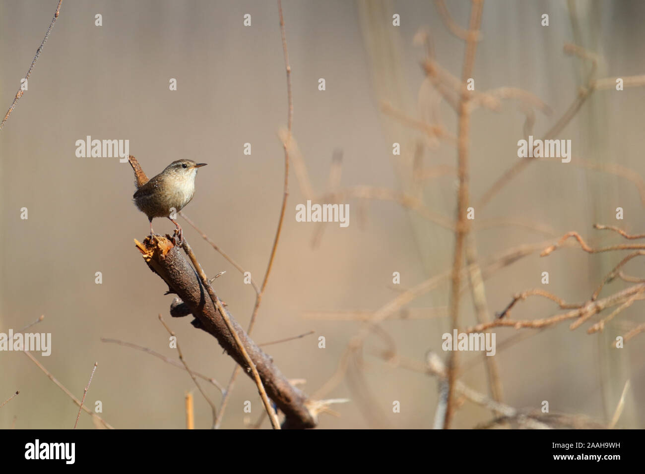 Homme Wren (Troglodytes troglodytes) en saison de reproduction, le printemps, l'Europe. Banque D'Images