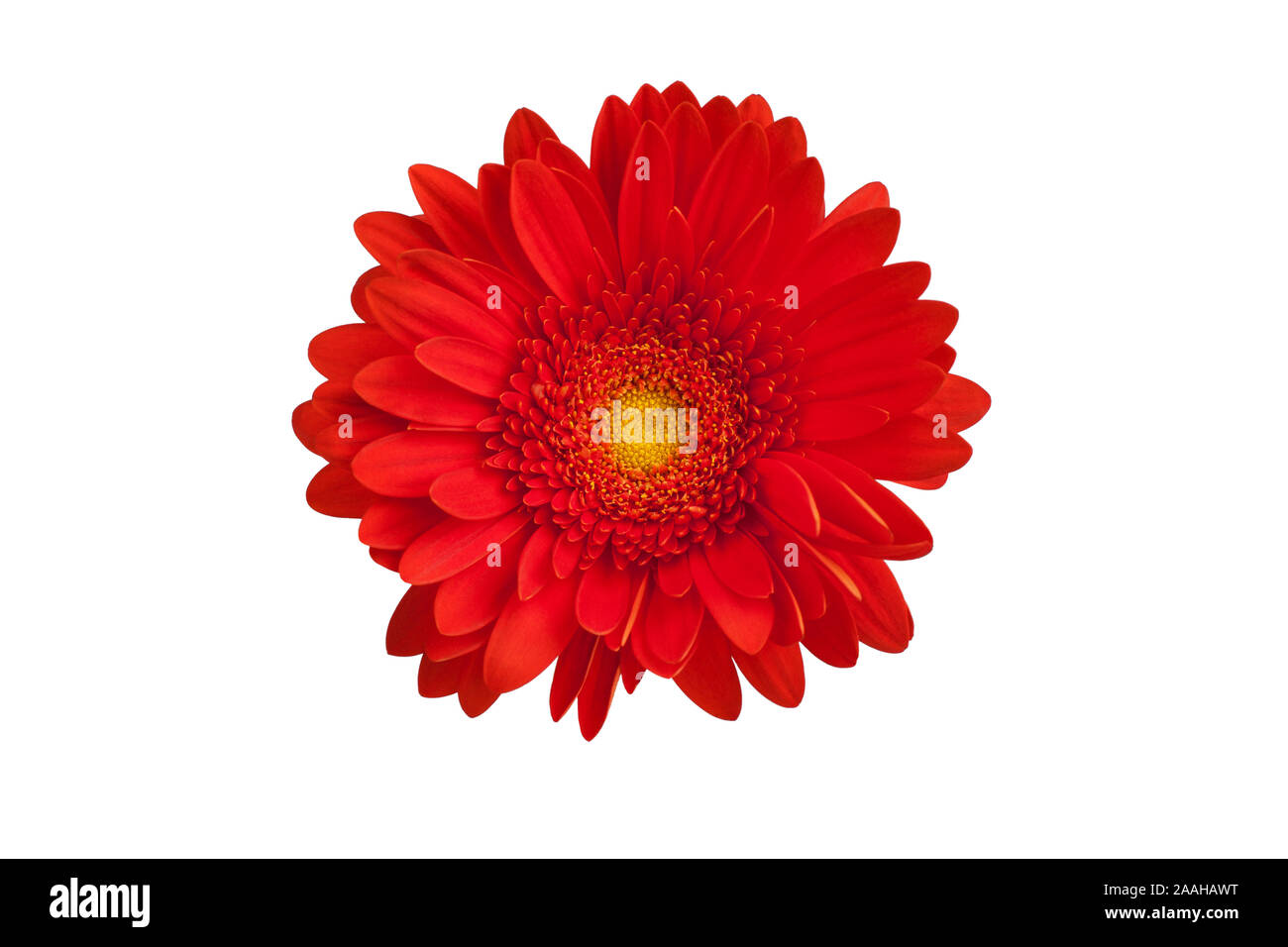 Une fleur gerbera rouge sur fond blanc gros plan isolé, orange, rouge fleur gerber daisy head top voir carte de souhaits decoratio, modèle floral Banque D'Images