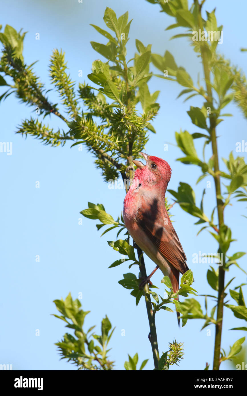 Common Rosefinch masculins (Carpodacus erythrinus) en saison de reproduction, l'Europe. Banque D'Images