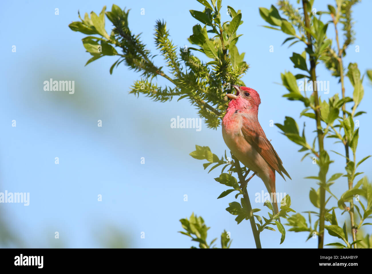 Common Rosefinch masculins (Carpodacus erythrinus) en saison de reproduction, l'Europe. Banque D'Images