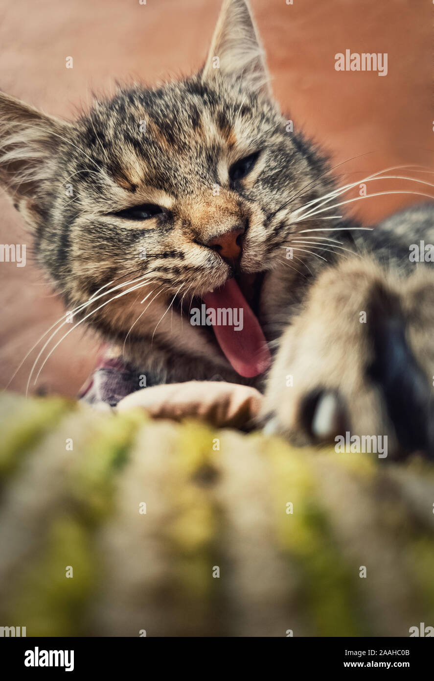 Close up portrait vertical de funny cat rayures paresseux, sleepy bâillement comme fixant l'extérieur. Banque D'Images