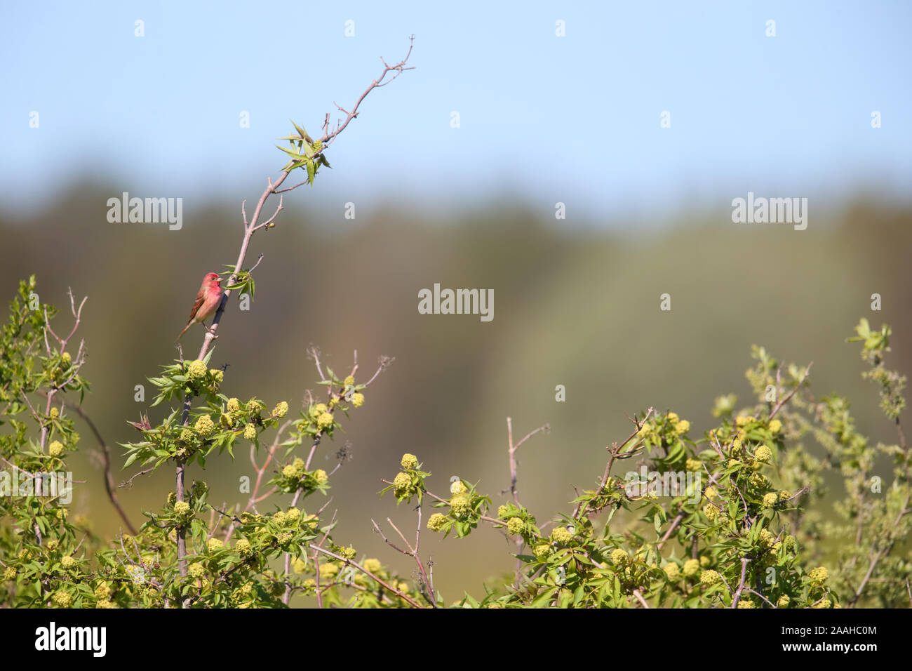 Common Rosefinch masculins (Carpodacus erythrinus) en saison de reproduction, l'Europe. Banque D'Images