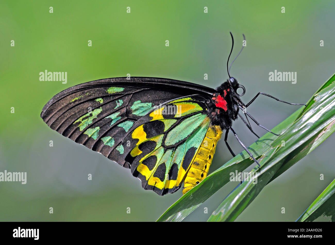 La Cites d'Ornithoptera priamus Cairns, euphorion, Männchen, Queensland, Australie Banque D'Images