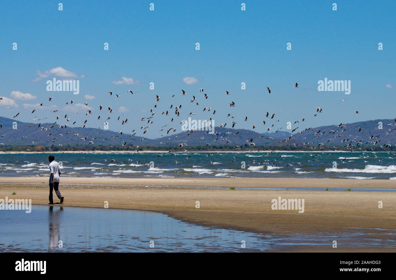Les goélands s'assemblant sur les rives du lac Malawi pour se nourrir de petits poissons. Banque D'Images