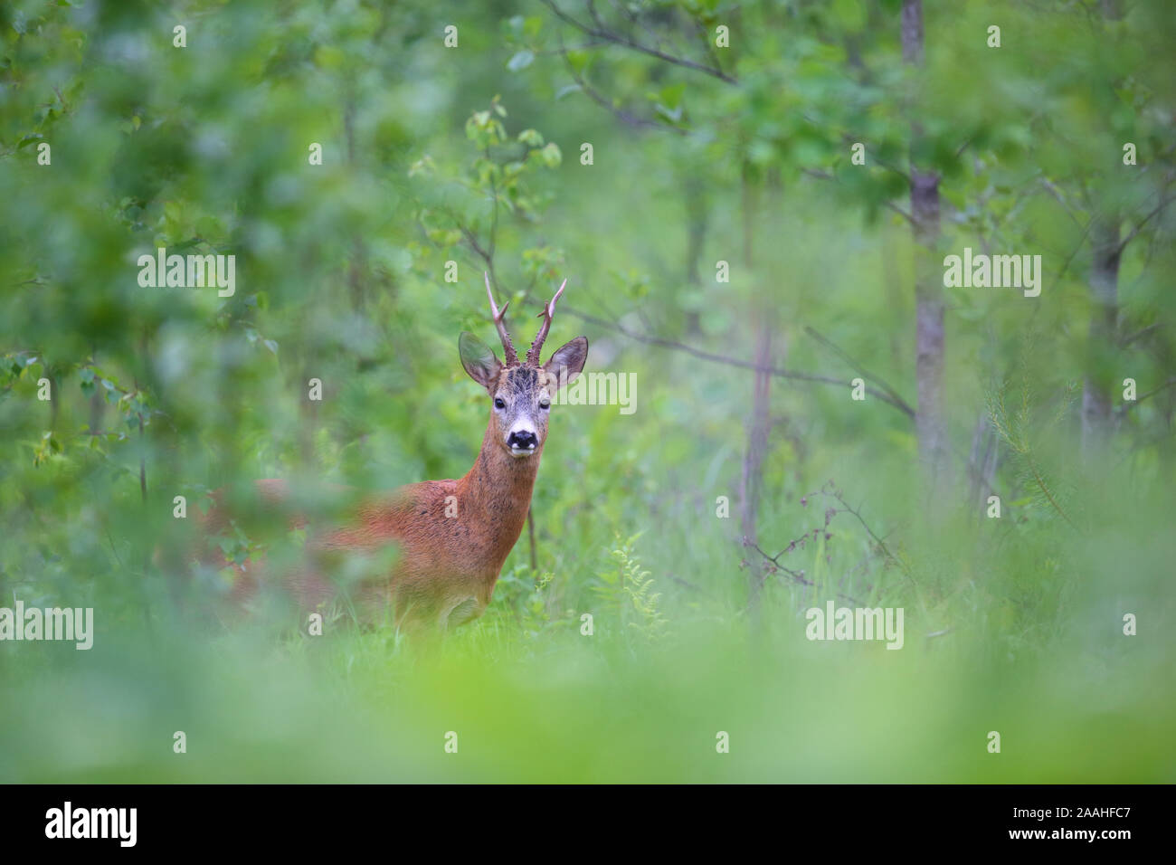 Buck Chevreuil (Capreolus capreolus) en été, l'Europe Banque D'Images