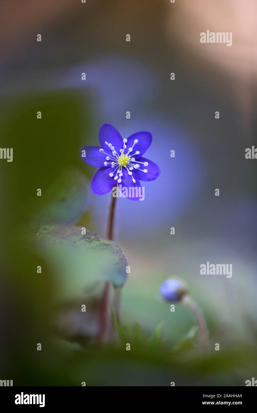 Blooming Hepatica Hepatica nobilis) (fleurs, printemps dans la forêt. L'Europe Banque D'Images
